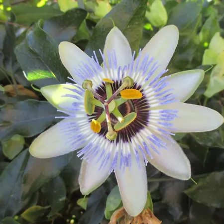 Sole E Ventu By Interhome Holiday home *