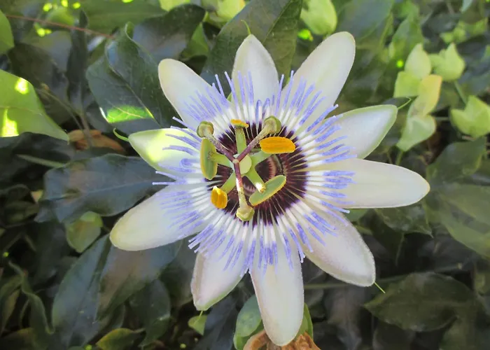 Sole E Ventu By Interhome Holiday home *